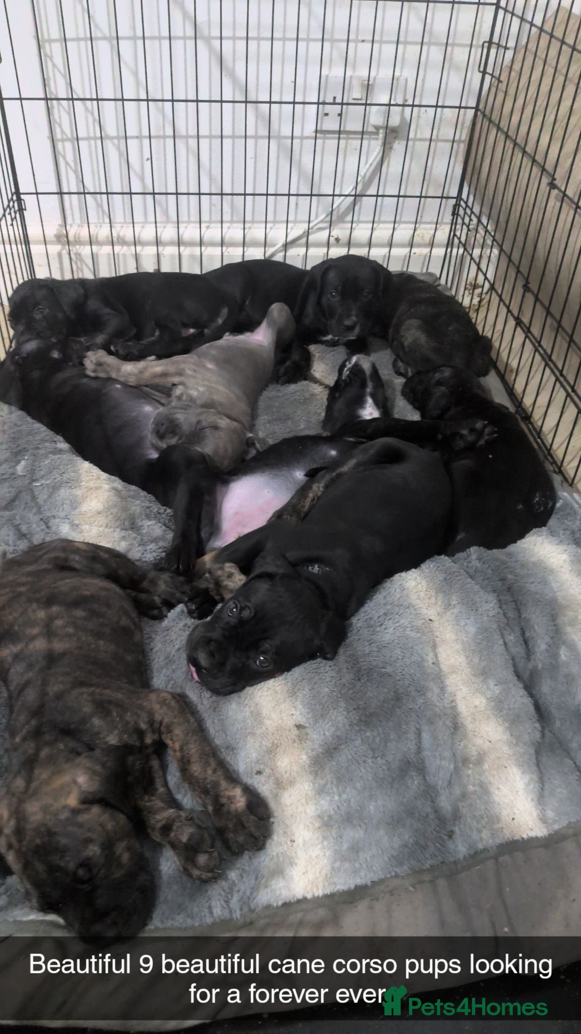 Cane Corso dogs Cane corso puppies  - Advert 4