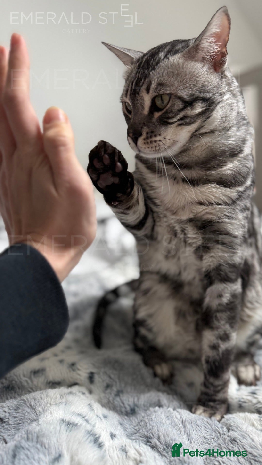 Bengal cats for sale: TICA Registered Silver Bengal Pair - Image 10