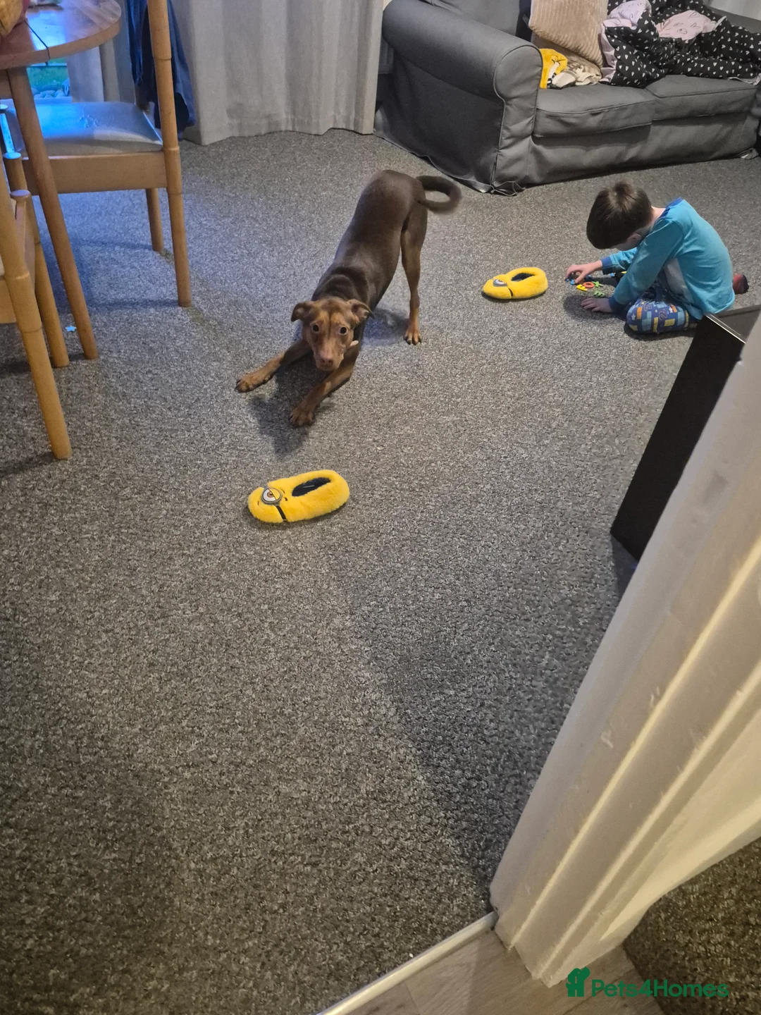 Mixed Breed dogs for sale: 1 year old Ava needs loving home  in Croydon - Advert 5