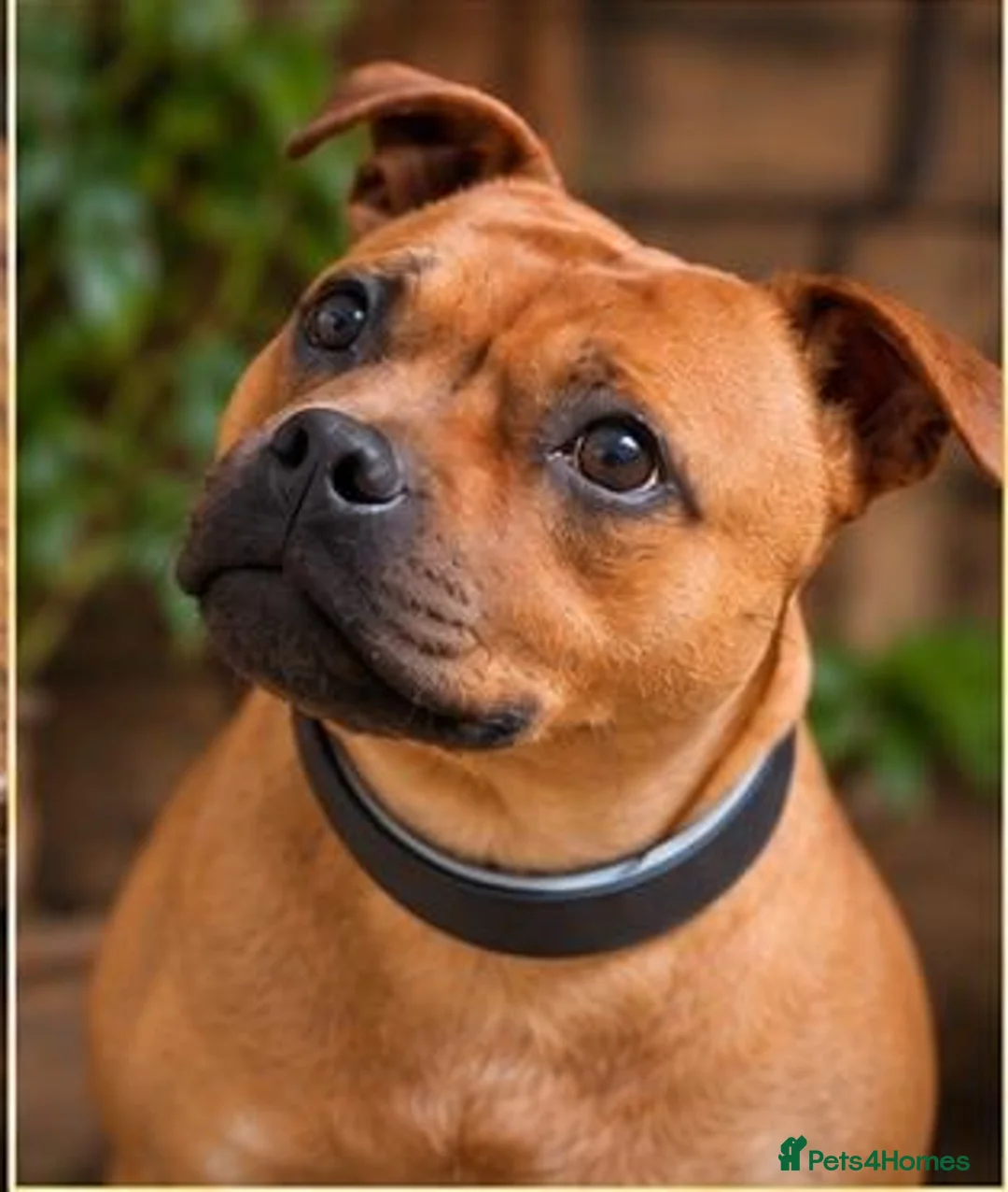 Staffordshire Bull Terrier dogs for sale: SOLID RED FEMALE AVAILABLE  - Advert 3