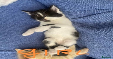 Mixed Breed cats - Advert 12