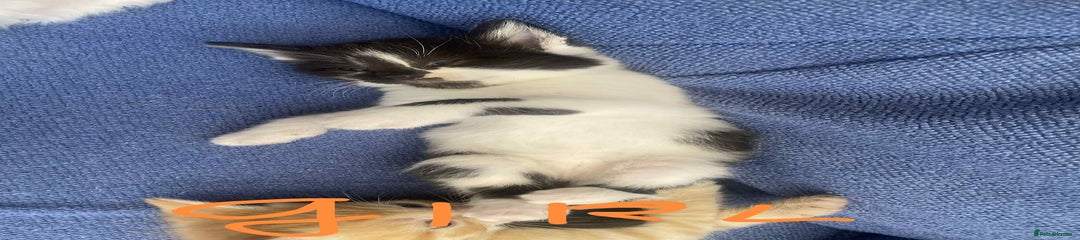 Mixed Breed Kitten 2