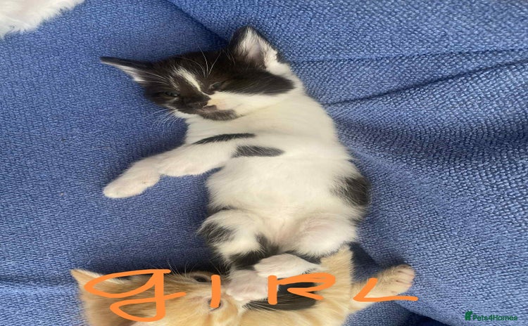 Mixed Breed cats - Advert 3