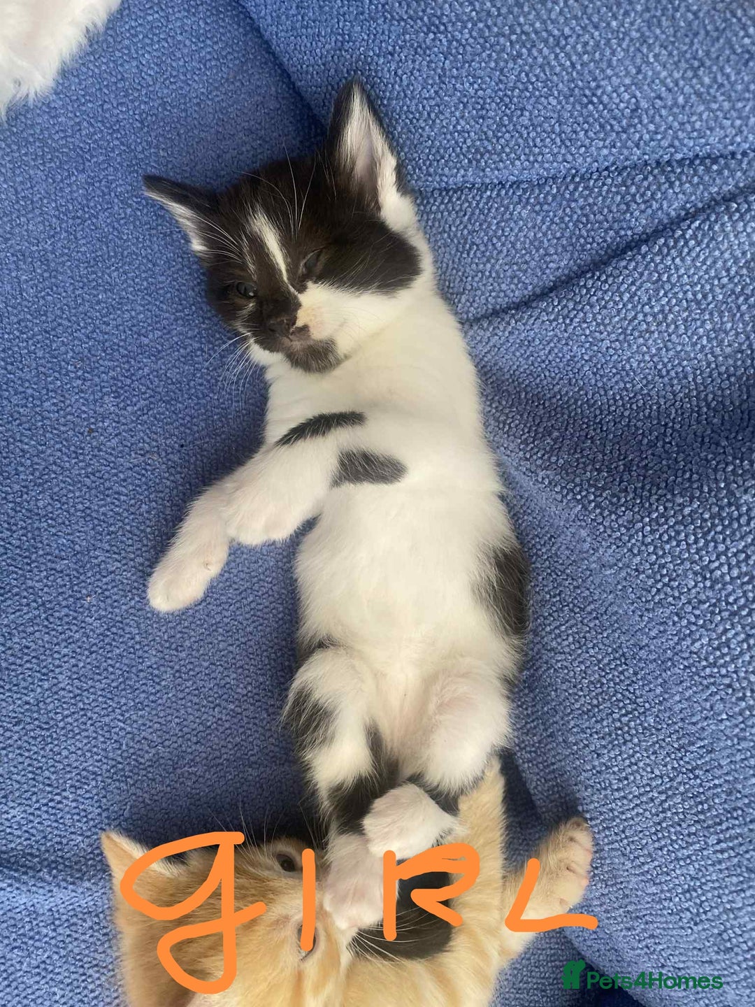 Mixed Breed cats for sale: Kittens - Image 2