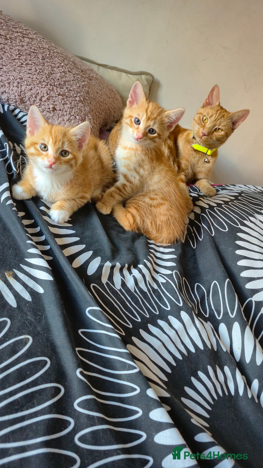 Mixed Breed cats for sale: Beautiful Kittens Savannah x Maine Coon Mix 🐾 - Image 3