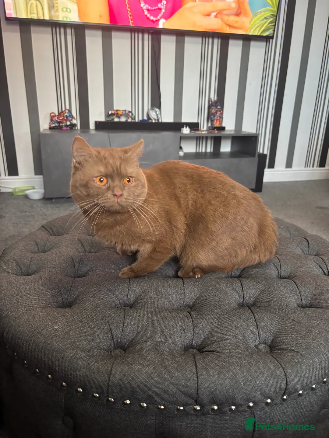British Shorthair cats for stud: GCCF registered cinnamon British short haired  - Advert 1