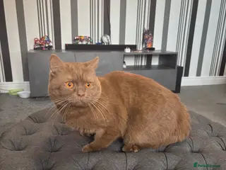 British Shorthair cats GCCF registered cinnamon British short haired - Advert 13