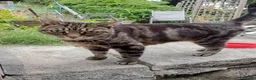 Mixed Breed cats for sale: Sweet & Gorgeous 9-Year-Old Tabby Girl in Bury - Advert 4