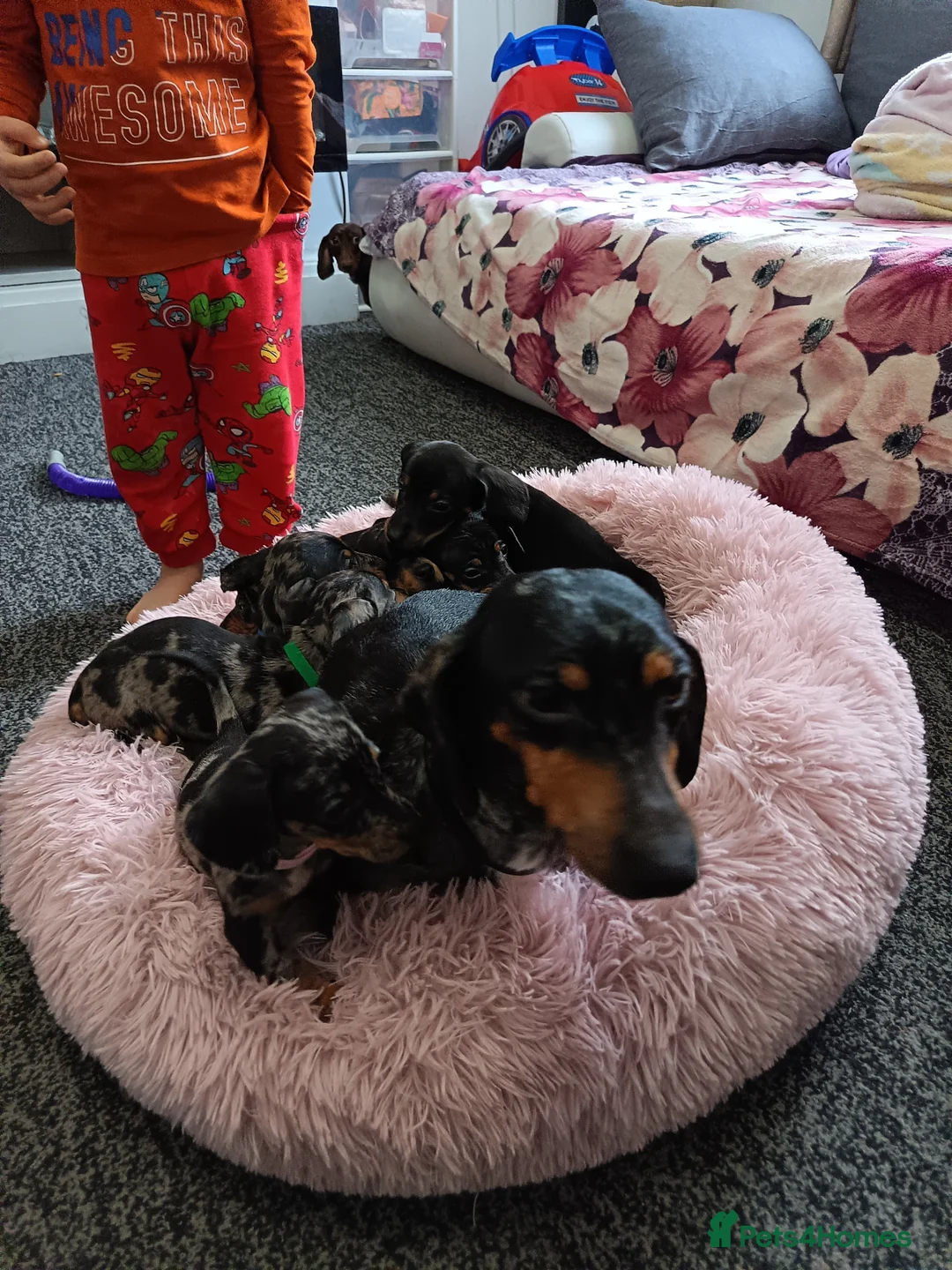 Miniature Dachshund dogs for sale: Miniature dachshund puppies  - Advert 2