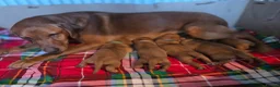 Labrador Retriever dogs for sale: Stunning dark red puppies  - Advert 2