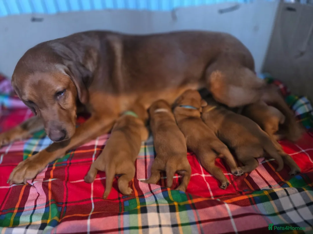 Labrador Retriever dogs for sale: Stunning dark red puppies  - Advert 2