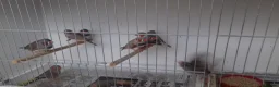 Finches birds for sale: zebra finch - Advert 5