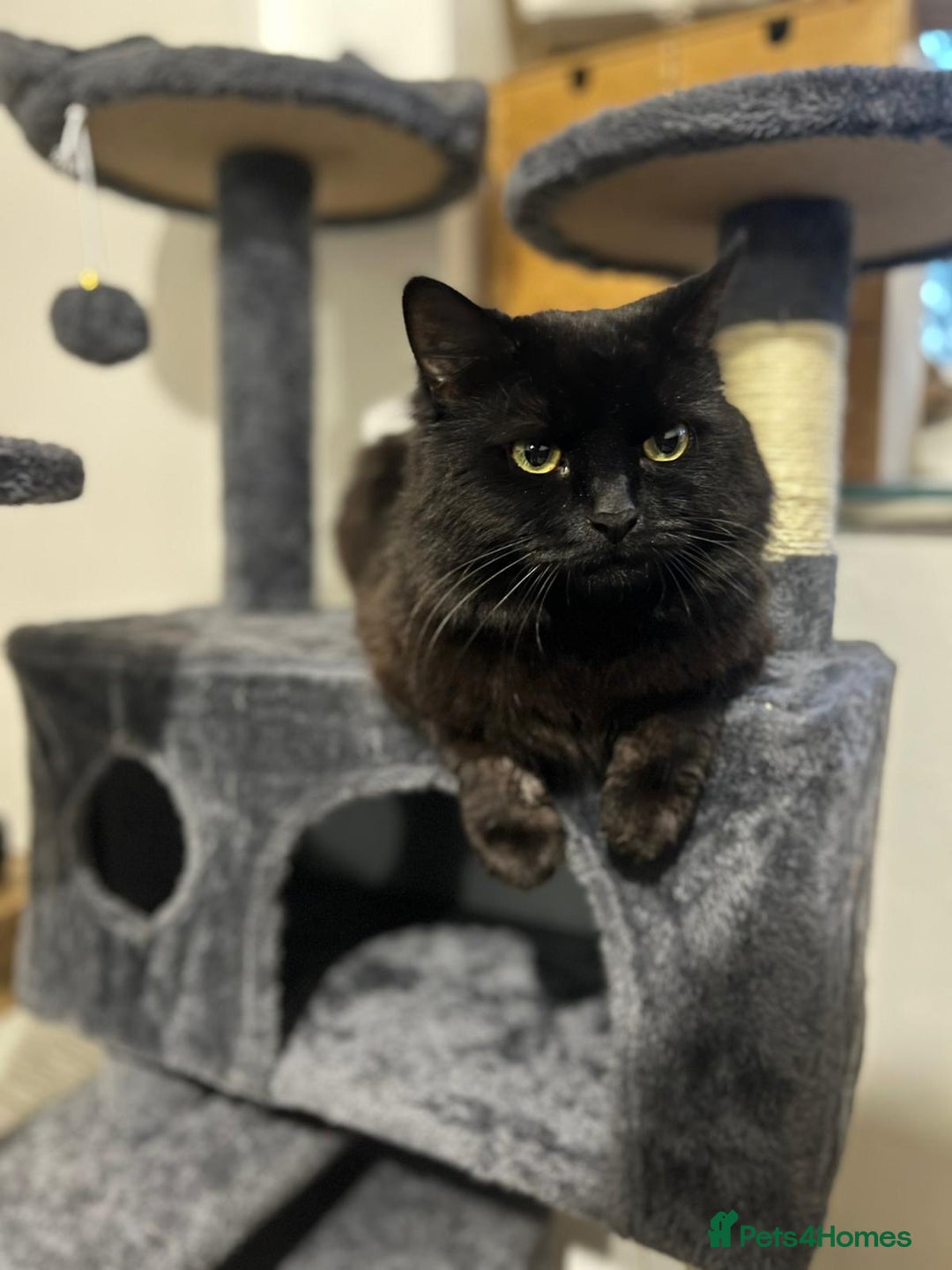 Mixed Breed cats for sale: Adorable fluffy kittens ready for loving home - Advert 14