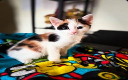 British Shorthair cats for sale: 8 weeks old FEMALE kitten - Image 3