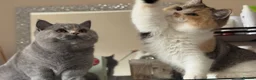 British Shorthair cats for sale: Two stunning male kittens TICA reg (September)  - Advert 17