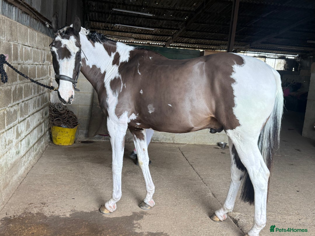 Holstein horses for sale: Fantastic veteran family horse  - Advert 2