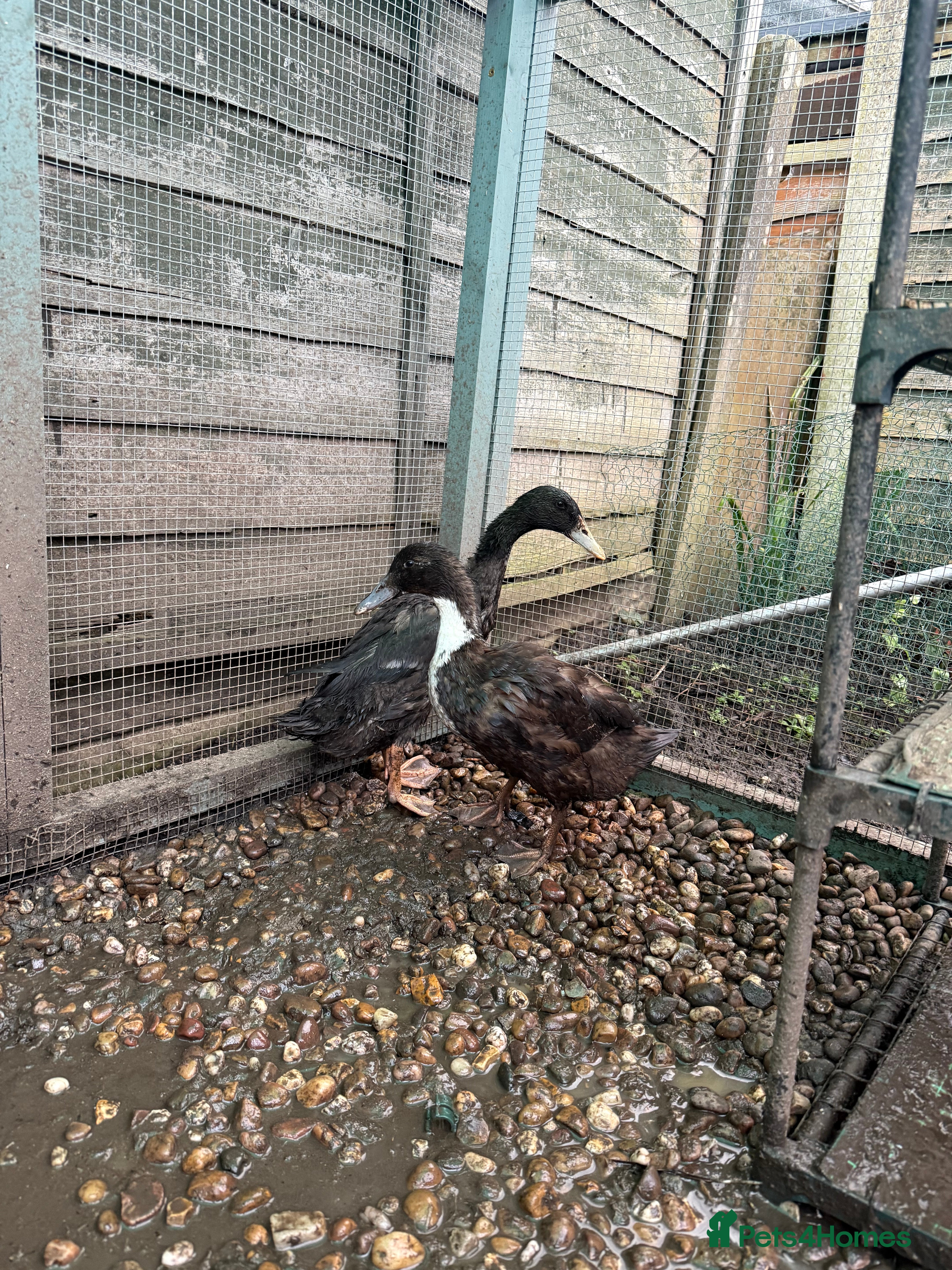 Ducks poultry 3 Indian runner ducks - Advert 4