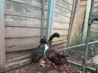 Ducks poultry 3 Indian runner ducks - Advert 1