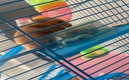 Hamster rodents for sale: Hamster and her cage  - Image 4