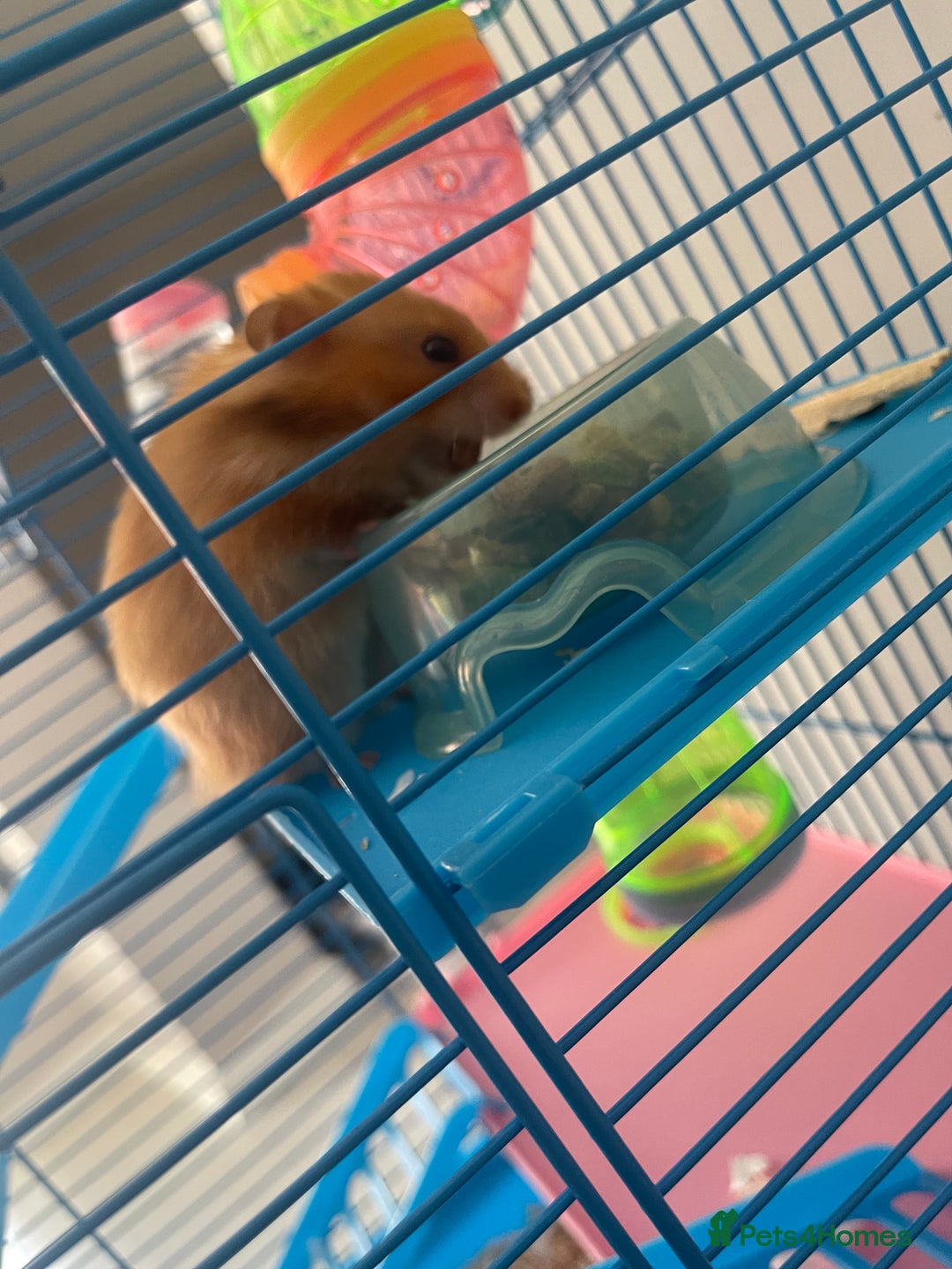 Hamster rodents for sale: Hamster and her cage  - Image 4