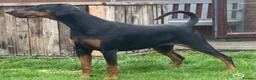 Dobermann dogs for sale: Champion and working lines KC Doberman litter - Advert 3