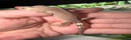 Gecko reptiles for sale: Phantom Axanthic Crested Gecko - Advert 1