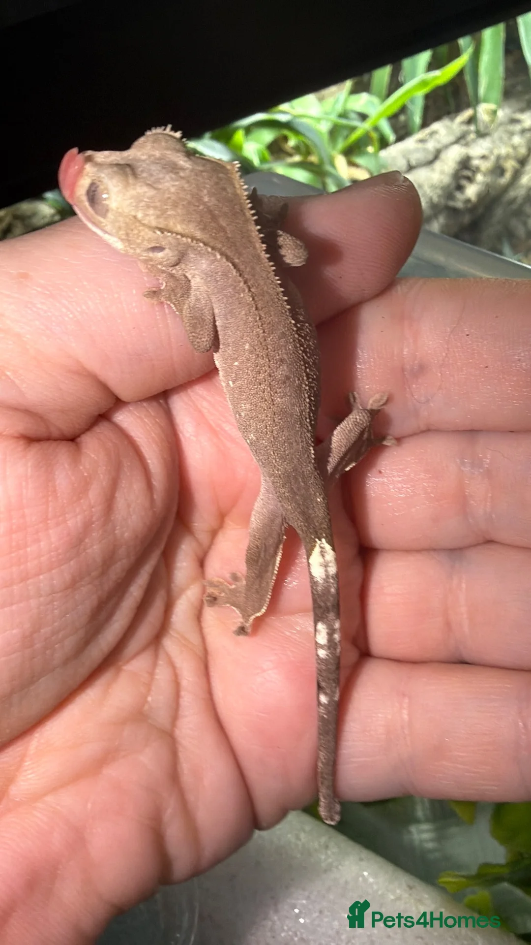 Gecko reptiles for sale: Phantom Axanthic Crested Gecko - Advert 1
