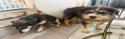 Mixed Breed dogs for adoption: Raggie - Norwich Norfolk  - Advert 8