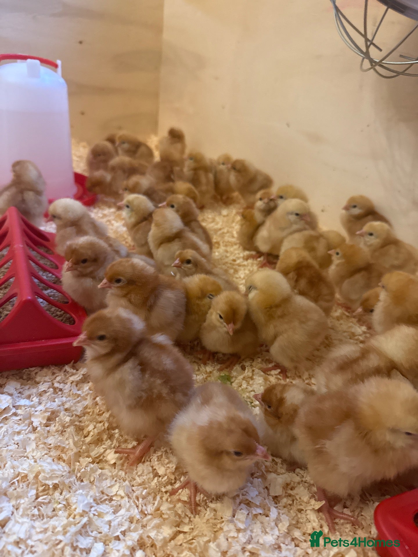 Chickens poultry for sale: Female Day Old chicks Available now! - Advert 2