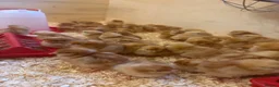 Chickens poultry for sale: Female Day Old chicks Available now! - Advert 1