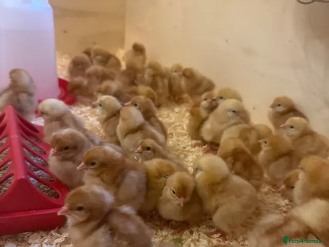 Chickens poultry for sale: Female Day Old chicks Available now! - Advert 2