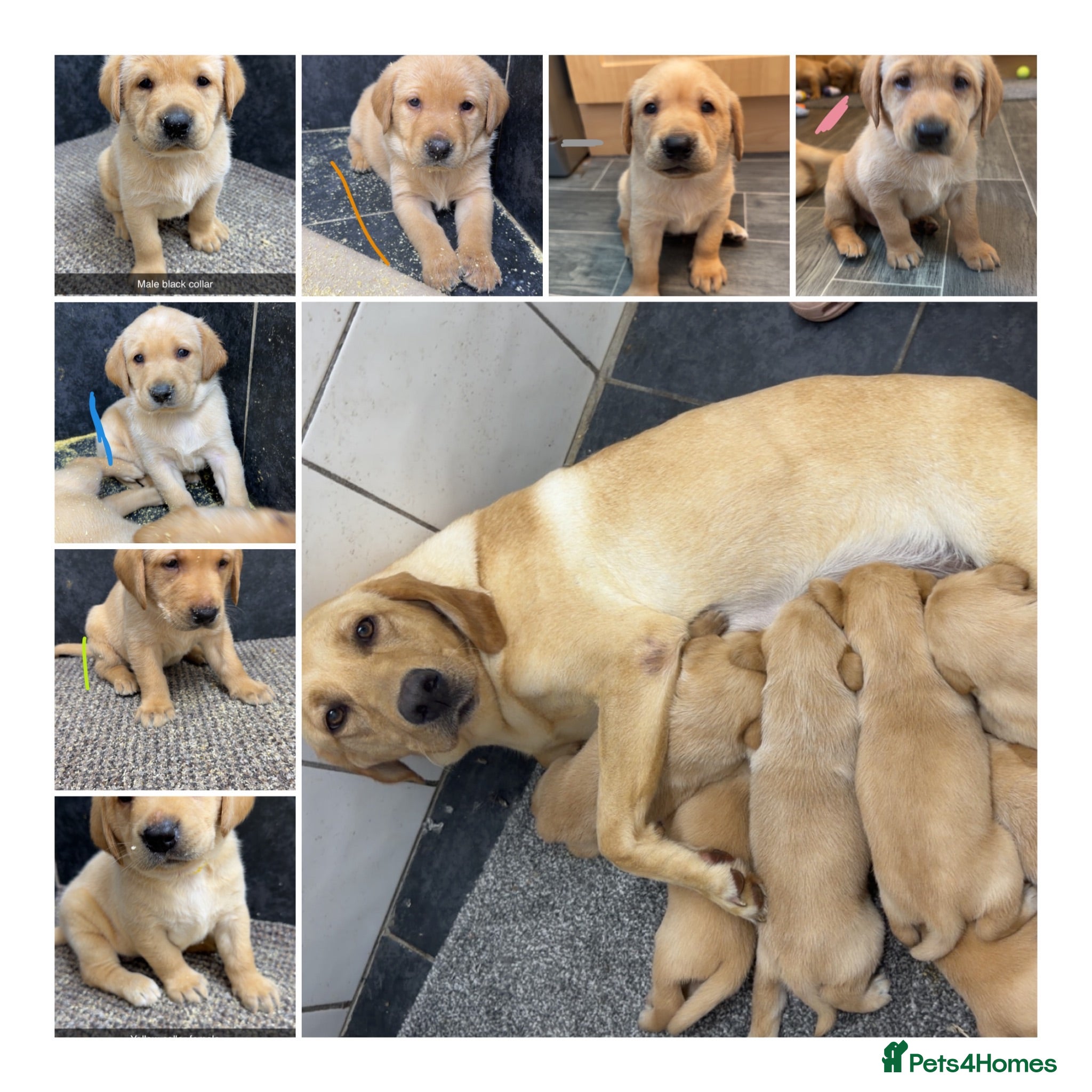 Labrador Retriever dogs Beautiful chunky yellow Labrador pups  - Advert 1