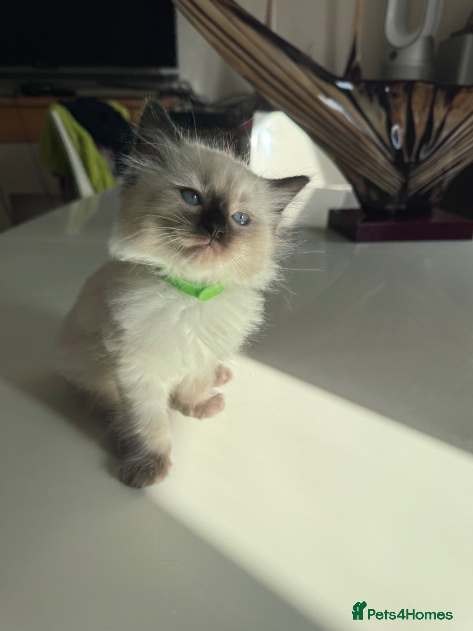 Ragdoll cats One boy still available  - Advert 1