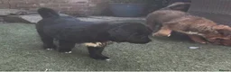 Mixed Breed dogs for sale: Central Asian Shepard x Rottweiler Puppies - Advert 10