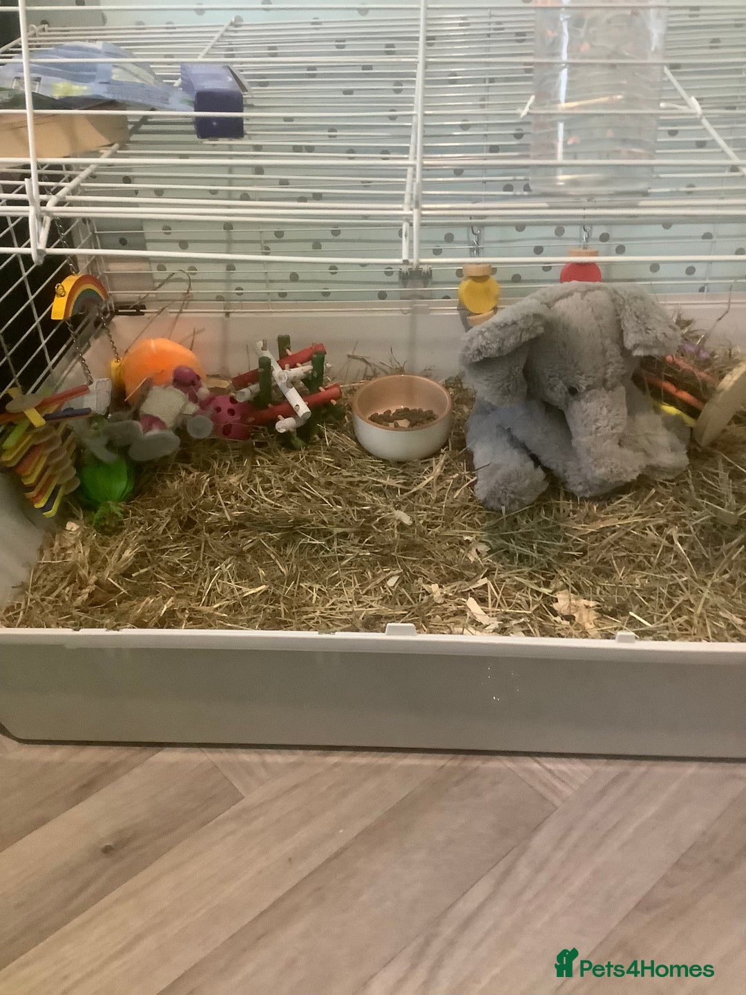 Guinea Pig rodents for sale: One female Guinea pig for sale - Image 7