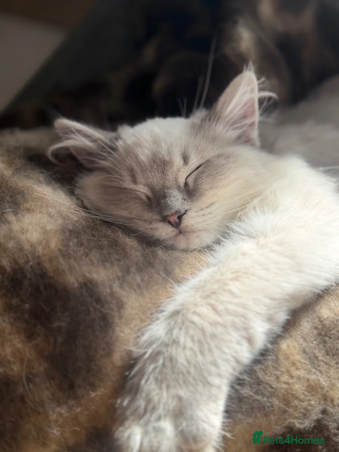 Ragdoll cats for sale: Our foster baby, tuna ❤️ - Advert 2