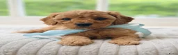 Cavapoo dogs for sale: Health tested Cavapoo puppies - Advert 5