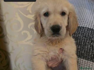 Golden Retriever dogs Beautiful KC Golden Retriever Puppies (1girl left) - Advert 15