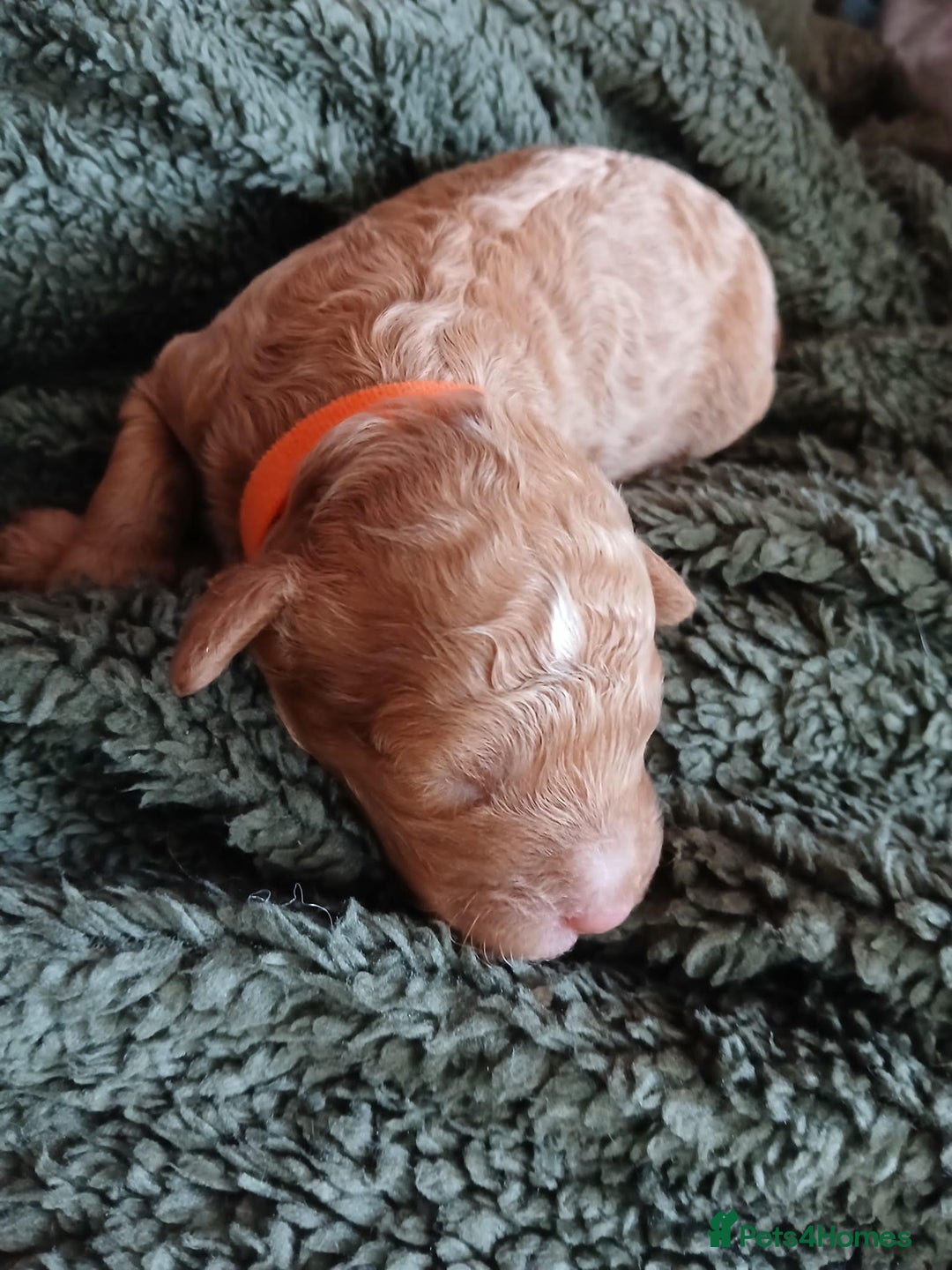 Cockapoo dogs for sale: READY NOW 5* F2B Merle Cockapoos - Image 18
