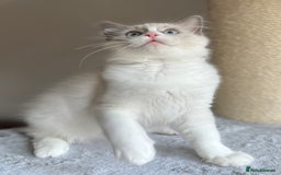 Ragdoll cats for sale: Big, cuddling cat therapist - Image 19