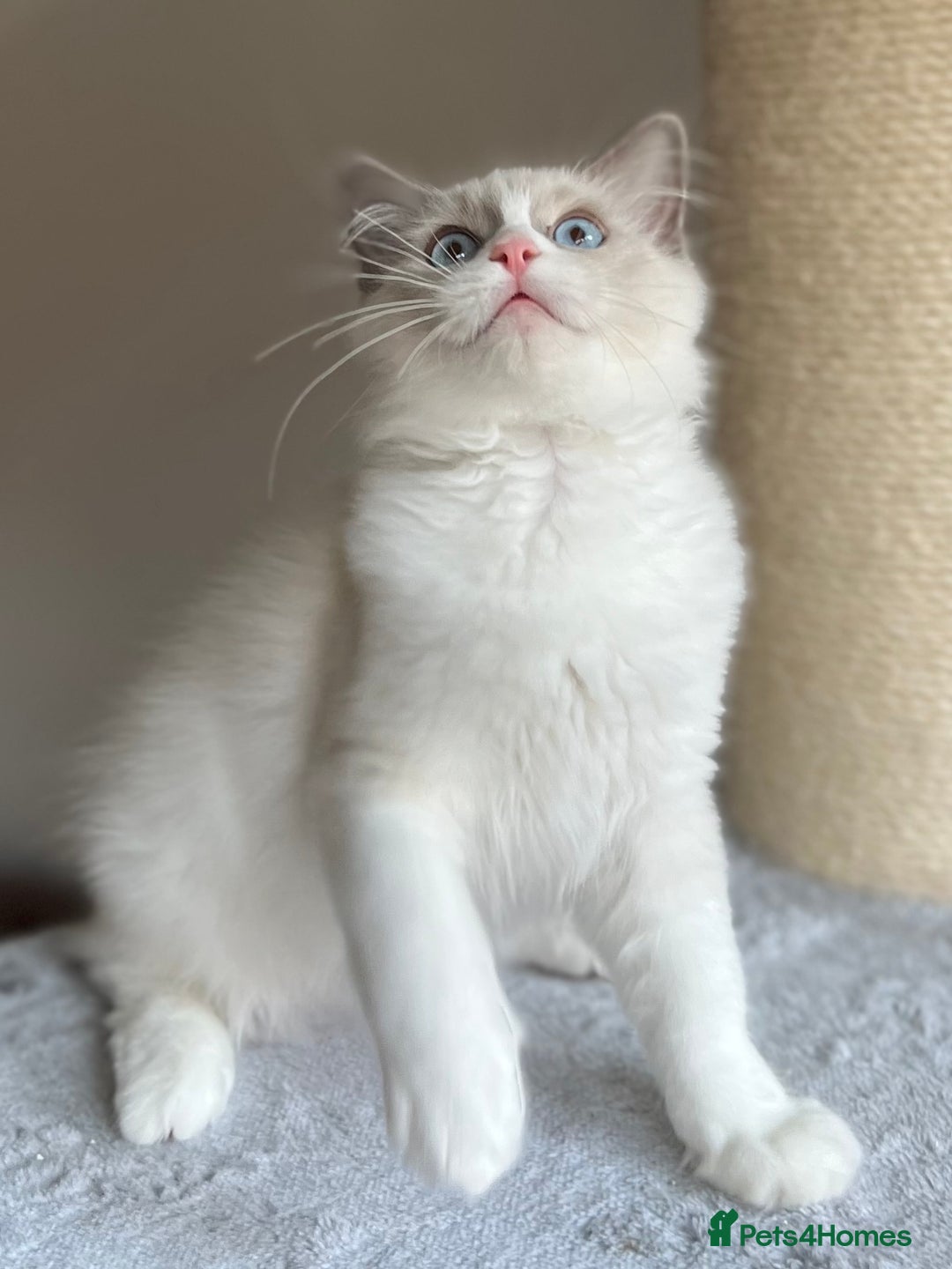 Ragdoll cats for sale: Big, cuddling cat therapist - Image 19