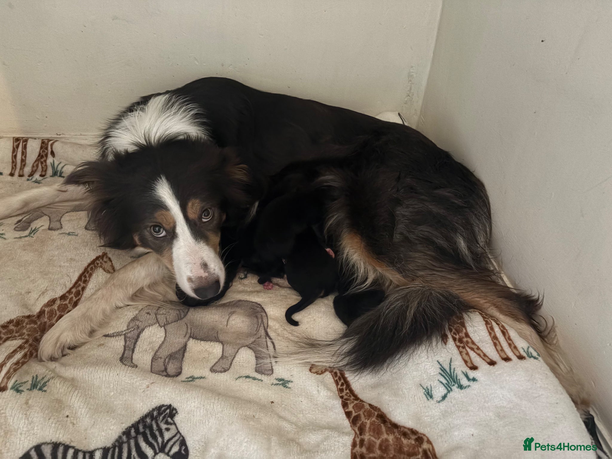 Mixed Breed dogs X3 border collie x German Shepard  - Advert 8