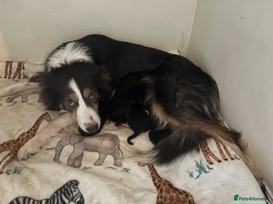 Mixed Breed dogs for sale: X3 border collie x German Shepard  - Advert 1