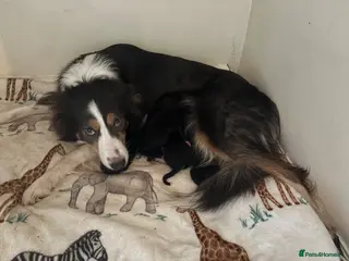 Mixed Breed dogs X3 border collie x German Shepard - Advert 3