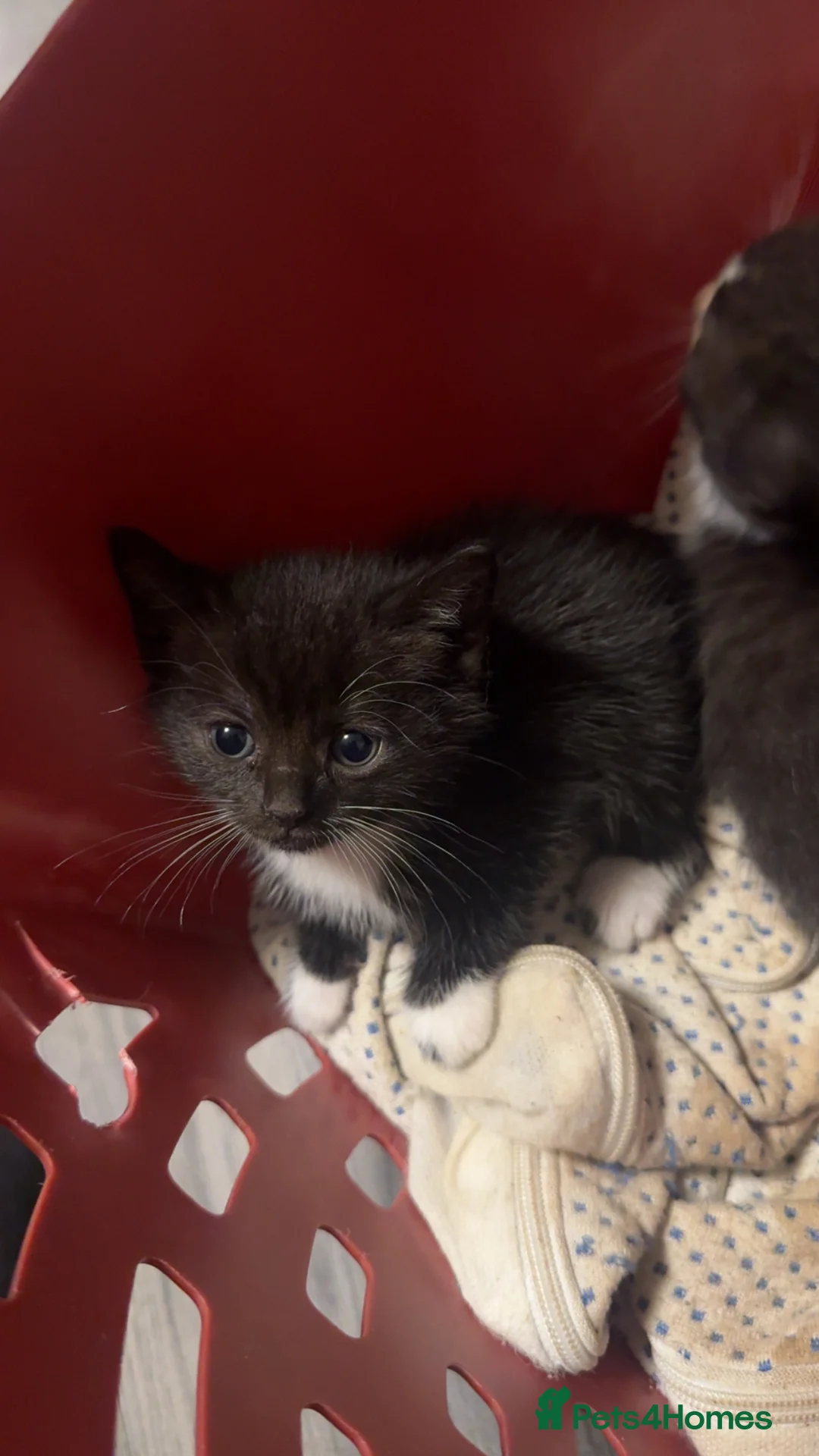 Mixed Breed cats for sale: British shorthair mixed breed kittens for sale  - Advert 3