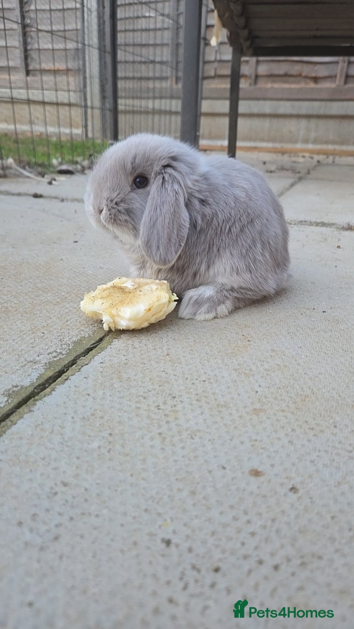 French Lop rabbits Baby Giant French Lop Rabbits For Sale 🐰 - Advert 1