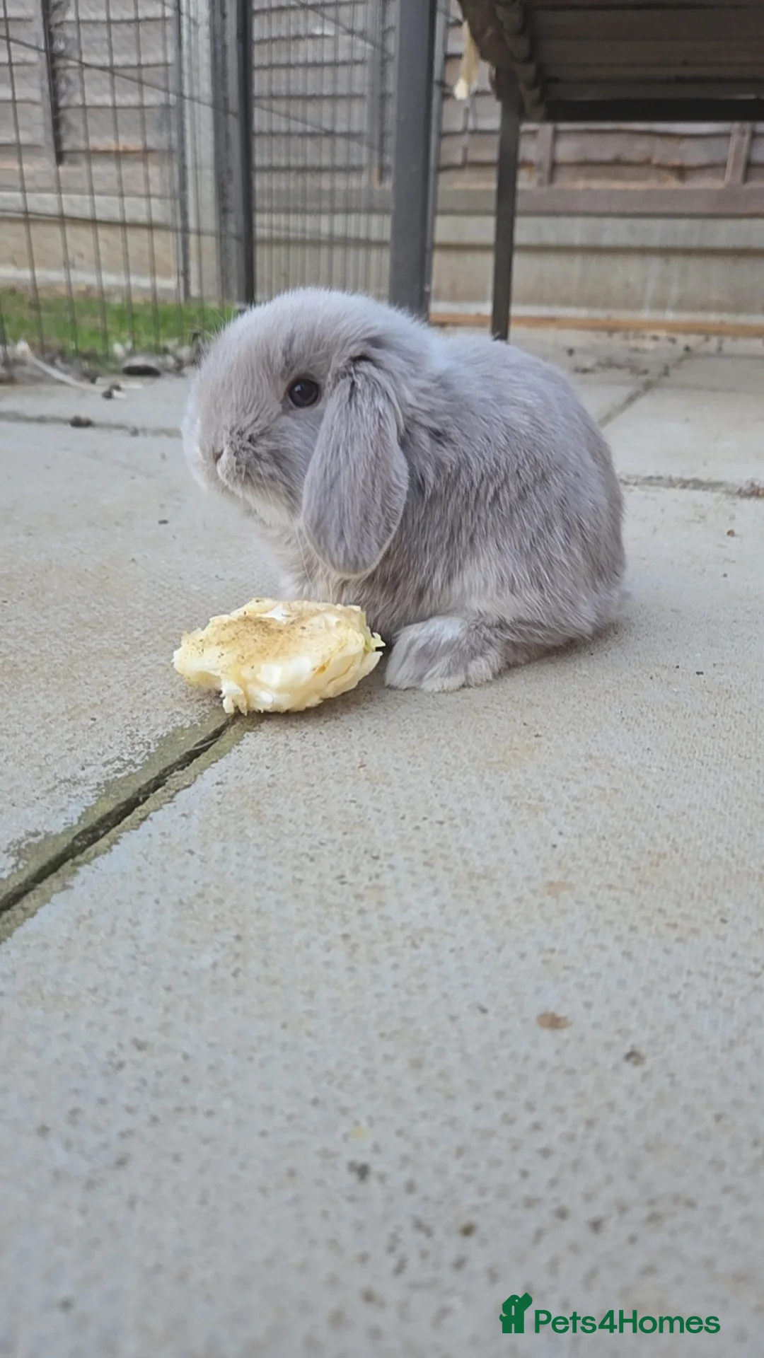 French Lop rabbits for sale: Baby Giant French Lop Rabbits For Sale 🐰 - Advert 1