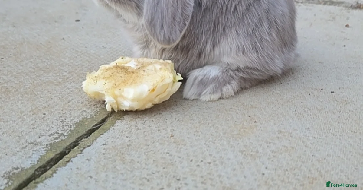 Rabbits for sale | Pets4Homes