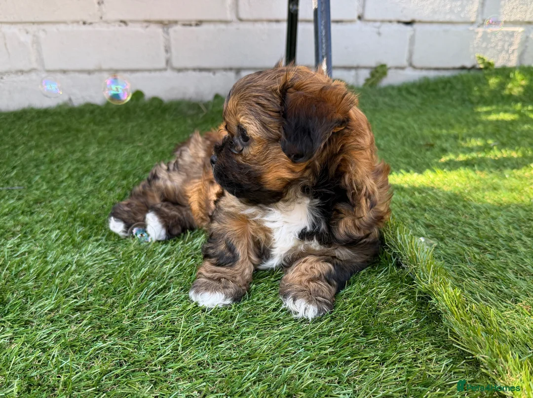Shorkie dogs for sale: Beautiful puppies looking for a loving family in Motherwell - Advert 2
