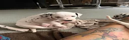 Dalmatian dogs for sale: RKG Dalmatian pups ready this weekend  - Advert 13